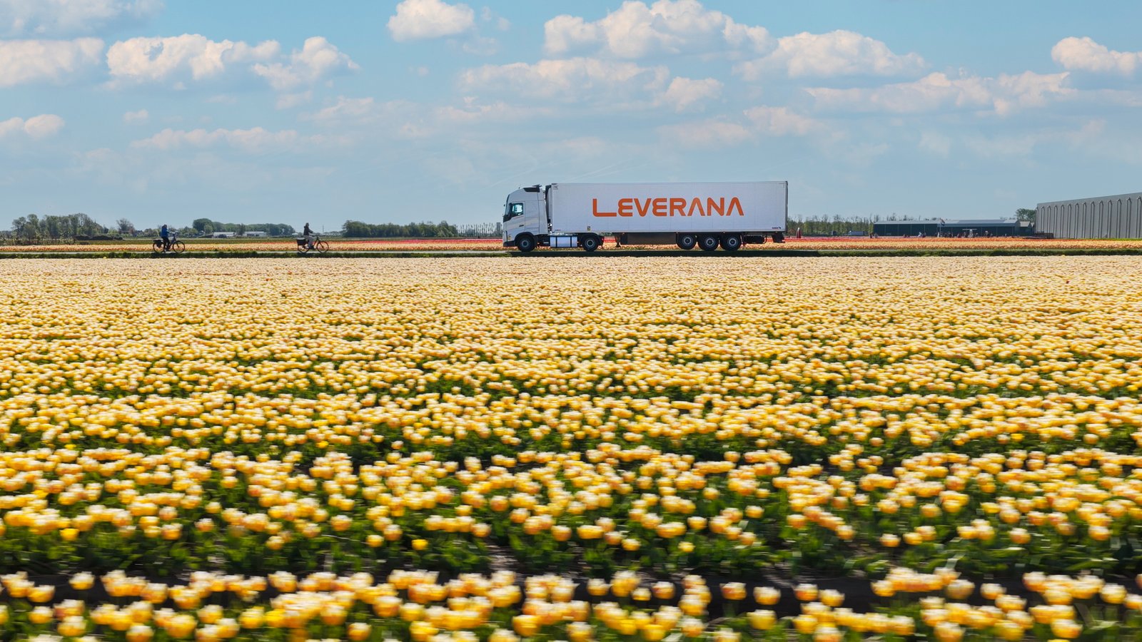 Leverana refrigerated truck passing tulip fields in the Netherlands